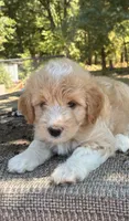 Dolly, a female Miniature Aussiedoodle for sale in Rison, AR – 2 of 2