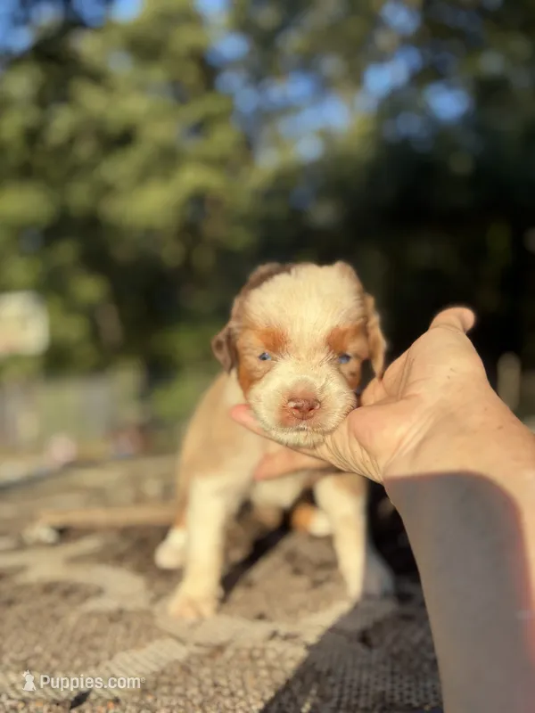 George – Miniature Australian Shepherd puppy for sale in Rison, AR