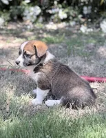 Chip, a male Cardigan Welsh Corgi and Pembroke Welsh Corgi for sale in Loomis, CA – 4 of 4