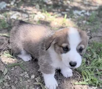 Potatoe, a female Cardigan Welsh Corgi and Pembroke Welsh Corgi for sale in Loomis, CA – 3 of 4