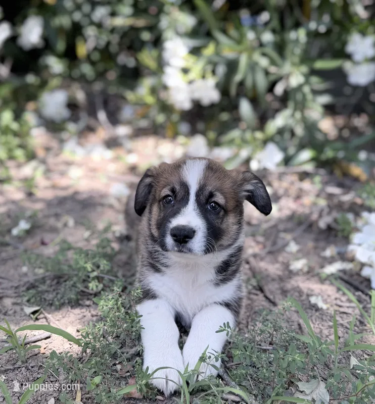 Chip – Cardigan Welsh Corgi, Pembroke Welsh Corgi puppy for sale in Loomis, CA