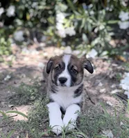 Chip, a male Cardigan Welsh Corgi and Pembroke Welsh Corgi for sale in Loomis, CA – 1 of 4