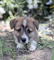 Spud, a male Cardigan Welsh Corgi and Pembroke Welsh Corgi for sale in Loomis, CA – 2 of 3