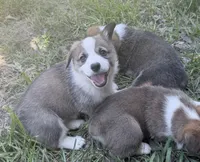 Potatoe, a female Cardigan Welsh Corgi and Pembroke Welsh Corgi for sale in Loomis, CA – 4 of 4