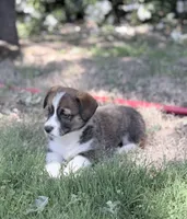 Chip, a male Cardigan Welsh Corgi and Pembroke Welsh Corgi for sale in Loomis, CA – 3 of 4