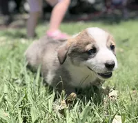 Potatoe, a female Cardigan Welsh Corgi and Pembroke Welsh Corgi for sale in Loomis, CA – 2 of 4