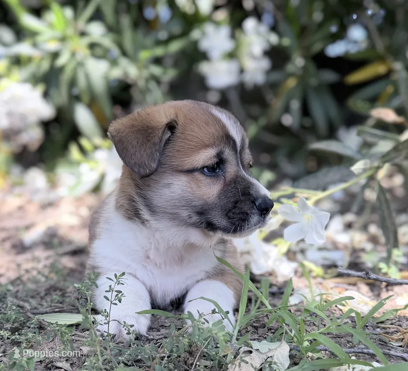 Spud – Cardigan Welsh Corgi, Pembroke Welsh Corgi puppy for sale in Loomis, CA