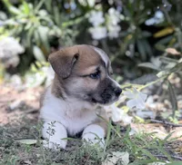 Spud, a male Cardigan Welsh Corgi and Pembroke Welsh Corgi for sale in Loomis, CA – 1 of 3