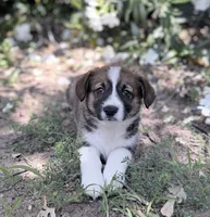 Chip, a male Cardigan Welsh Corgi and Pembroke Welsh Corgi for sale in Loomis, CA – 2 of 4