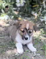 Spud, a male Cardigan Welsh Corgi and Pembroke Welsh Corgi for sale in Loomis, CA – 3 of 3