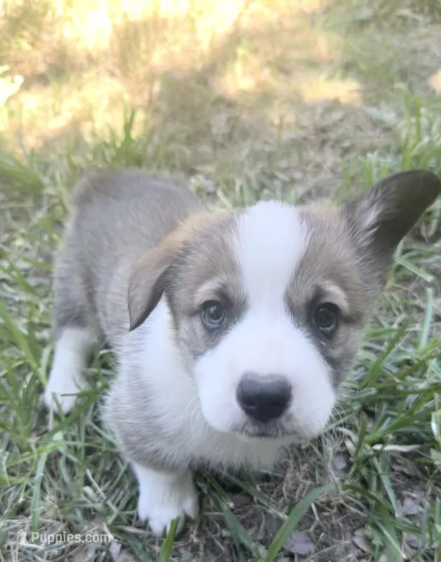 Potatoe – Cardigan Welsh Corgi, Pembroke Welsh Corgi puppy for sale in Loomis, CA