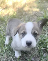Potatoe, a female Cardigan Welsh Corgi and Pembroke Welsh Corgi for sale in Loomis, CA – 1 of 4