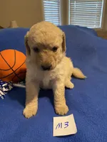 Rocky, a female Goldendoodle for sale in Arab, AL – 5 of 10