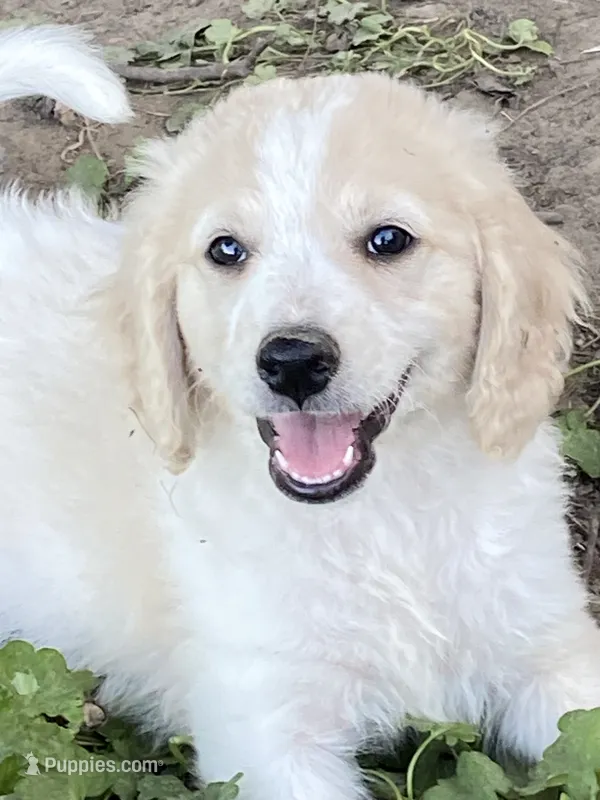 Reece – Goldendoodle puppy for sale in Arab, AL