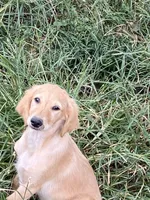 Lilly, a female Goldendoodle for sale in Arab, AL – 9 of 10