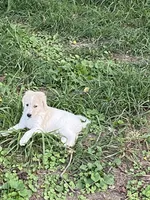 Reece, a female Goldendoodle for sale in Arab, AL – 5 of 9