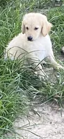 Rocky, a female Goldendoodle for sale in Arab, AL – 2 of 10