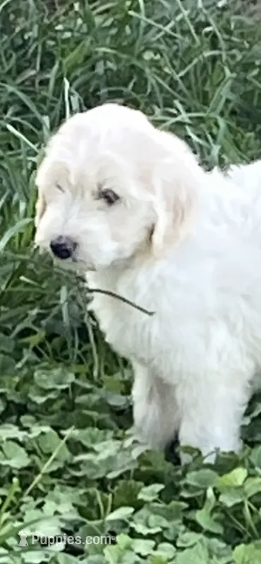 Milo – Goldendoodle puppy for sale in Arab, AL