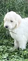 Milo, a male Goldendoodle for sale in Arab, AL – 1 of 5