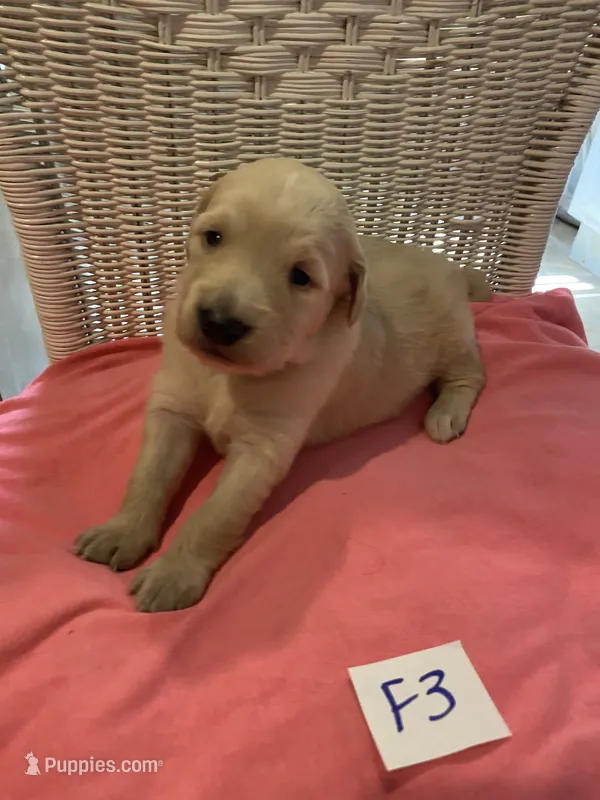 Reece – Goldendoodle puppy for sale in Arab, AL