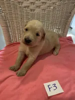 Reece, a female Goldendoodle for sale in Arab, AL – 1 of 6