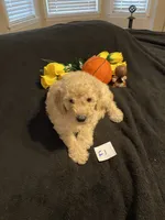 Ellie, a female Goldendoodle for sale in Arab, AL – 3 of 10