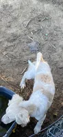 Reece, a female Goldendoodle for sale in Arab, AL – 9 of 10