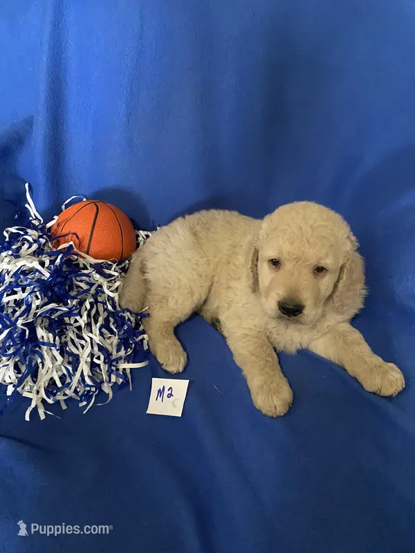 Luke – Goldendoodle puppy for sale in Arab, AL