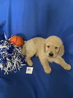 Luke, a male Goldendoodle for sale in Arab, AL – 2 of 10