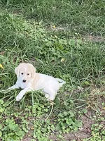 Reece, a female Goldendoodle for sale in Arab, AL – 4 of 9
