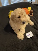 Ellie, a female Goldendoodle for sale in Arab, AL – 4 of 10