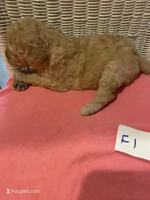 Sunshine  – Goldendoodle puppy for sale in Arab, AL