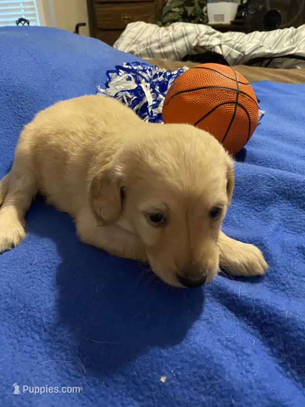 Izzy – Goldendoodle puppy for sale in Arab, AL