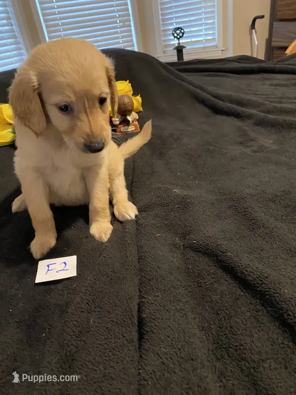 Lilly – Goldendoodle puppy for sale in Arab, AL