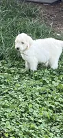 Milo, a male Goldendoodle for sale in Arab, AL – 2 of 5