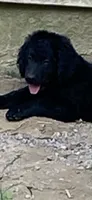 Maverick , a male Goldendoodle for sale in Arab, AL – 2 of 9