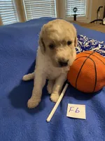 Reece, a female Goldendoodle for sale in Arab, AL – 2 of 7