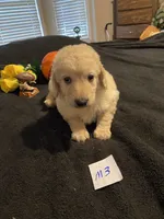Rocky, a female Goldendoodle for sale in Arab, AL – 6 of 10