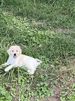 Reece, a female Goldendoodle for sale in Arab, AL – 3 of 9