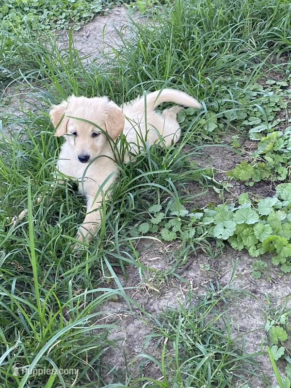 Carlie – Goldendoodle puppy for sale in Arab, AL