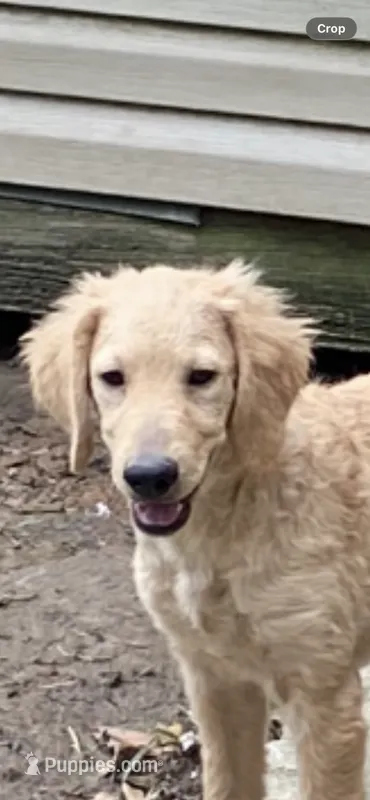 Daisy – Goldendoodle puppy for sale in Arab, AL