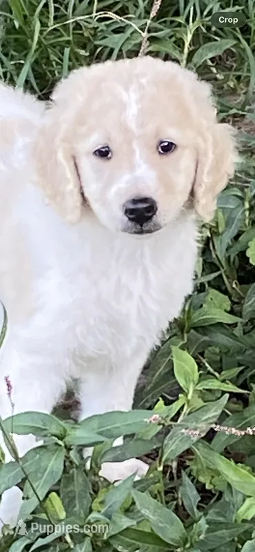 Reece – Goldendoodle puppy for sale in Arab, AL