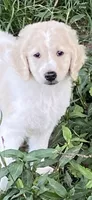 Reece, a female Goldendoodle for sale in Arab, AL – 1 of 9