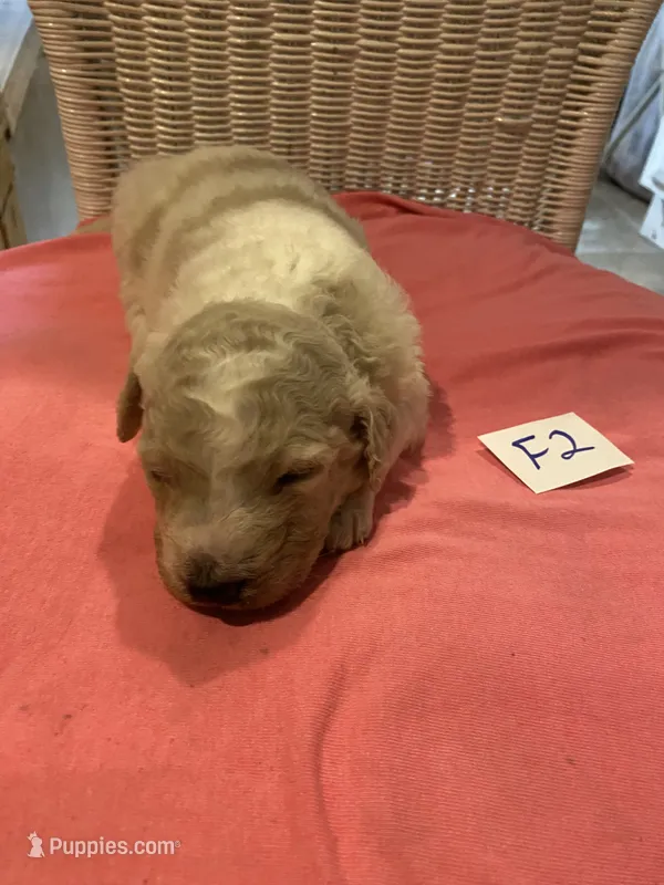 Carlie – Goldendoodle puppy for sale in Arab, AL