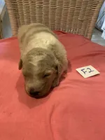 Carlie, a female Goldendoodle for sale in Arab, AL – 1 of 5