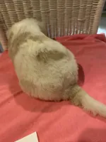 Izzy, a female Goldendoodle for sale in Arab, AL – 6 of 7
