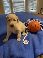 Carlie, a female Goldendoodle for sale in Arab, AL – 4 of 8