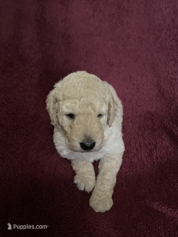 Daisy – Goldendoodle puppy for sale in Arab, AL
