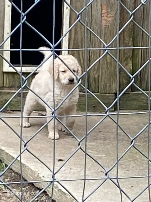 Luke – Goldendoodle puppy for sale in Arab, AL