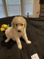 Reece, a female Goldendoodle for sale in Arab, AL – 8 of 9